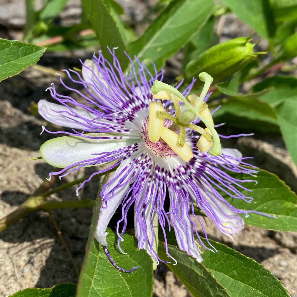 Meet your Posher, Diane